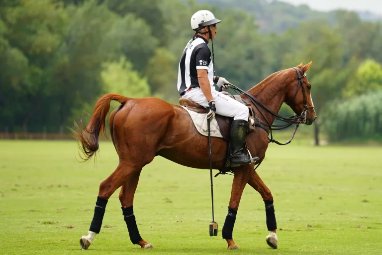 Absa Du Champ