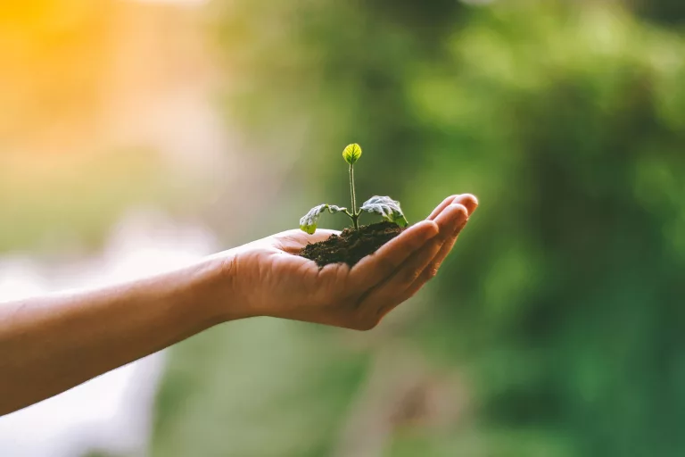 one million trees planted in Gauteng