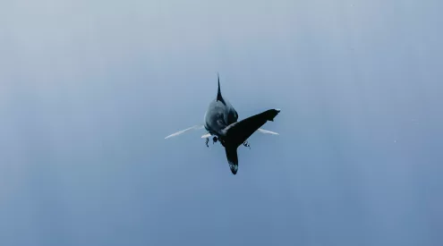 shark
