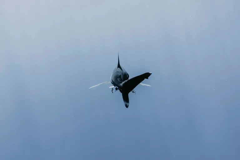 shark