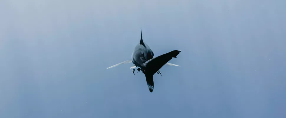shark