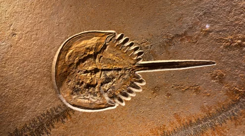 fossil