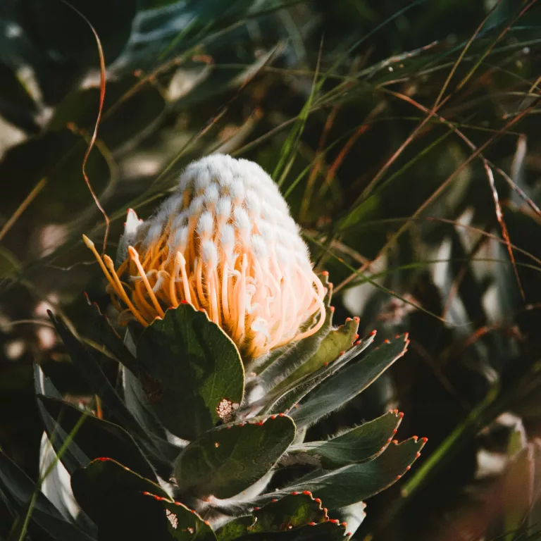 fynbos needs fire