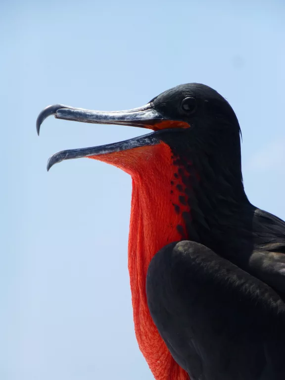 frigatebird
