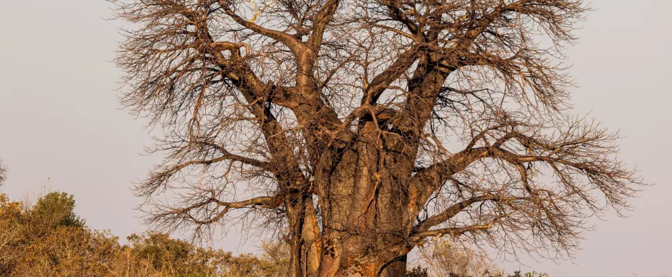 trees