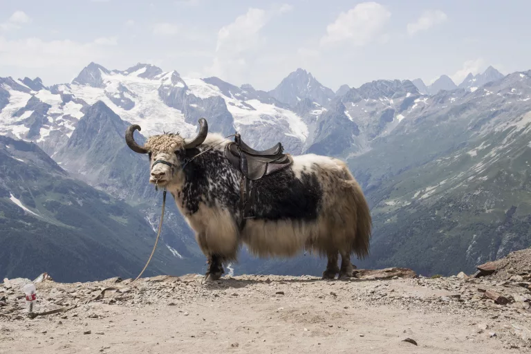 Ice Age yak relative
