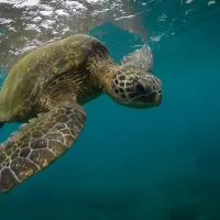 20 Green sea turtles return to the ocean after suspected smuggling attempt in Bali