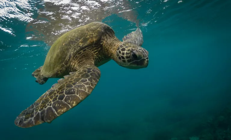 Green sea turtles in Bali